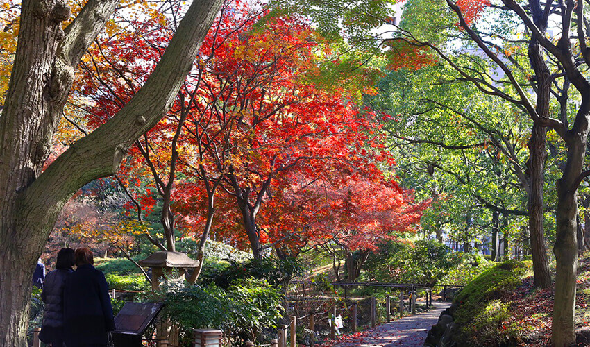 横浜公園　紅葉