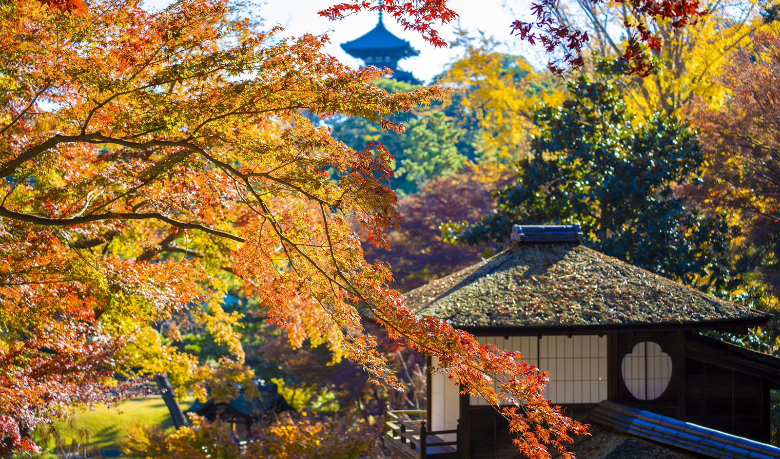 三溪園 紅葉