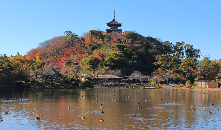 三溪園 晩秋の競演