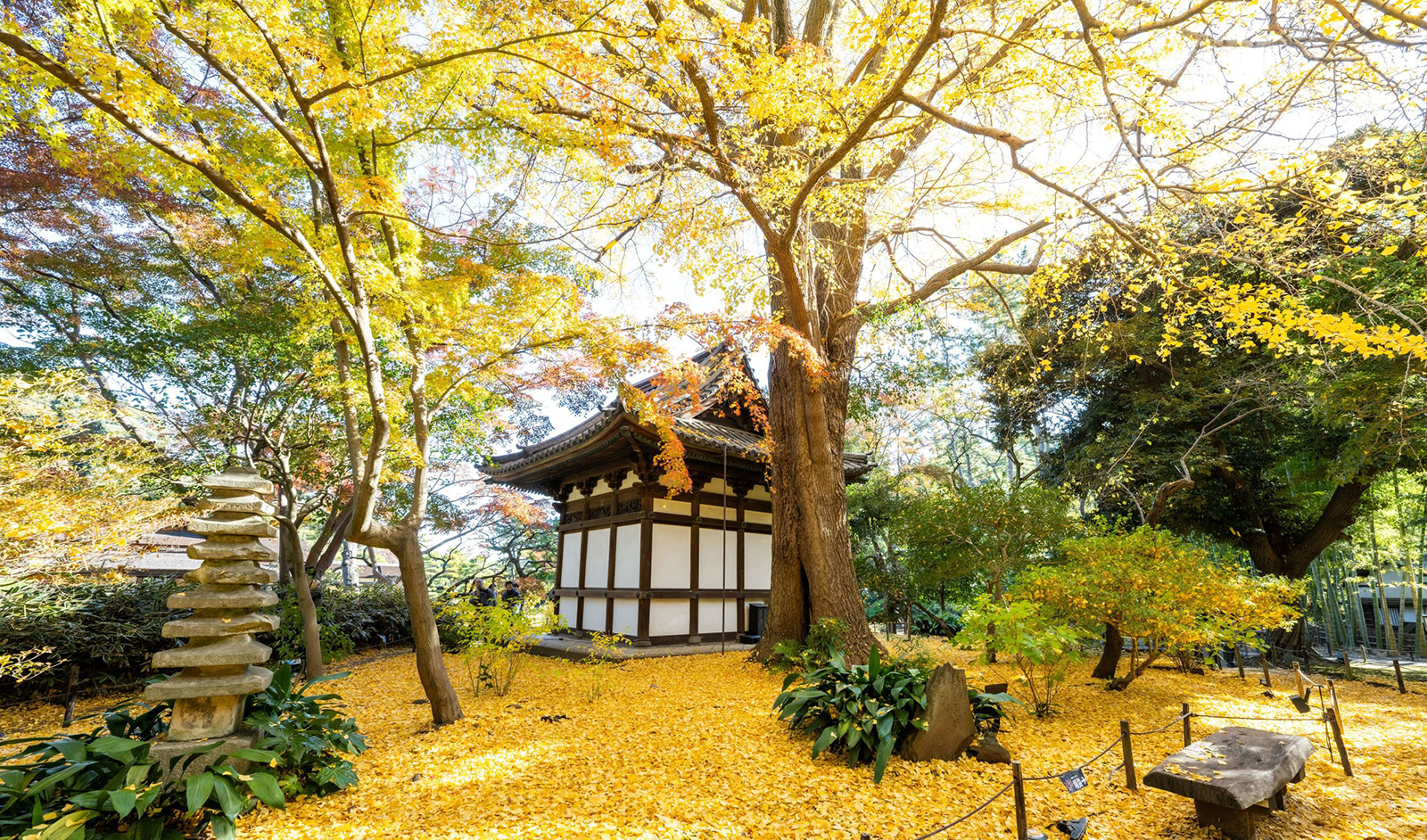 三溪園 春草廬下 イチョウ