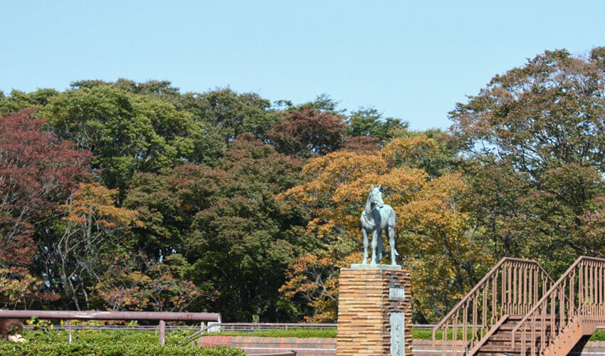 根岸森林公園 紅葉