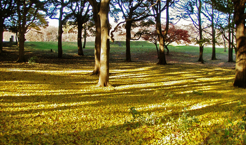 根岸森林公園 紅葉