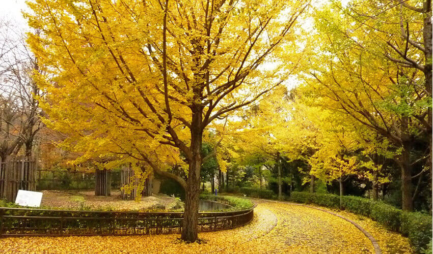 金沢自然公園・金沢動物園 紅葉