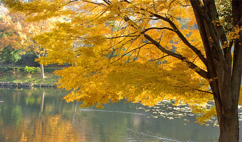 県立 三ツ池公園 紅葉