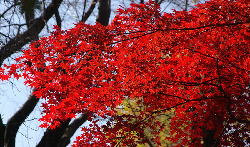 県立 三ツ池公園 紅葉