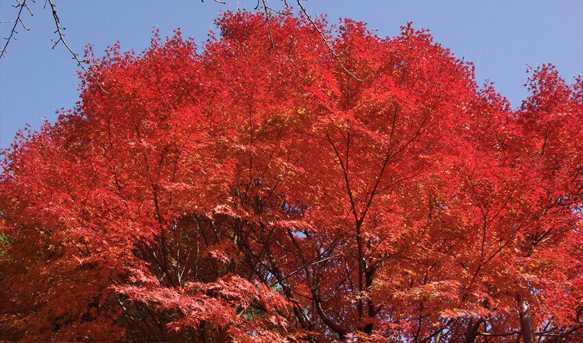 県立 三ツ池公園 紅葉