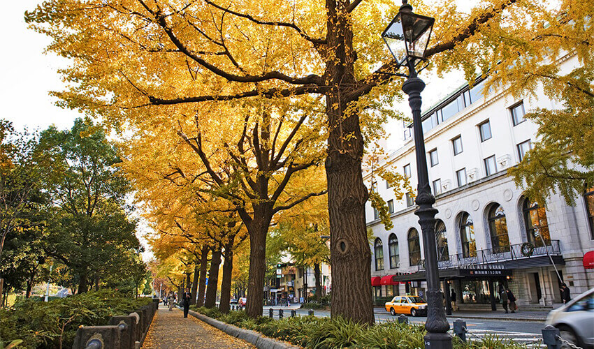 山下公園通り 紅葉