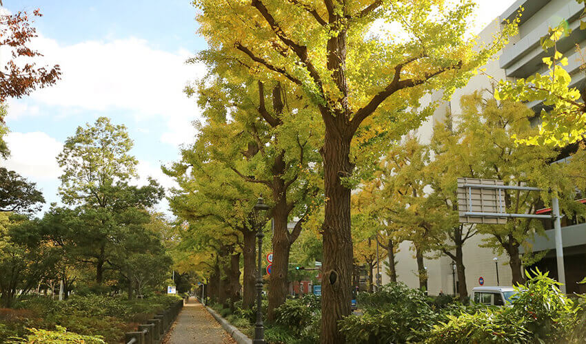 山下公園通り 紅葉