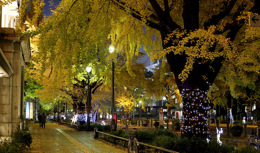 日本大通り 紅葉