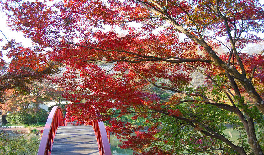 こどもの国 紅葉