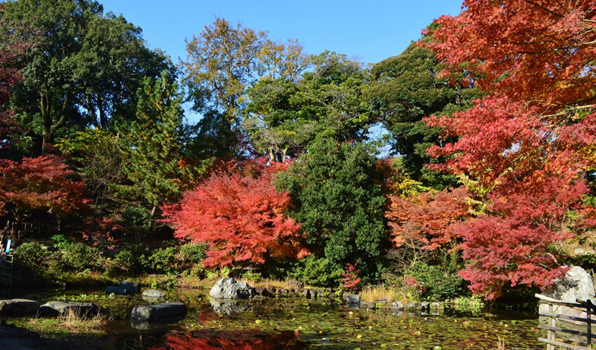 野毛山公園 散策地区 紅葉
