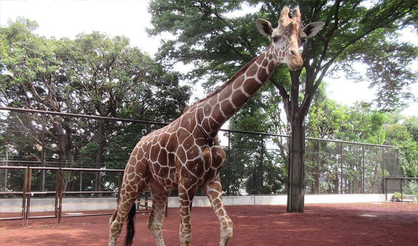  野毛山動物園 きりん