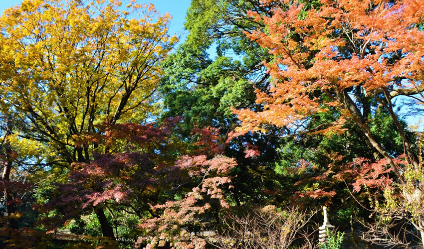 野毛山動物園 紅葉