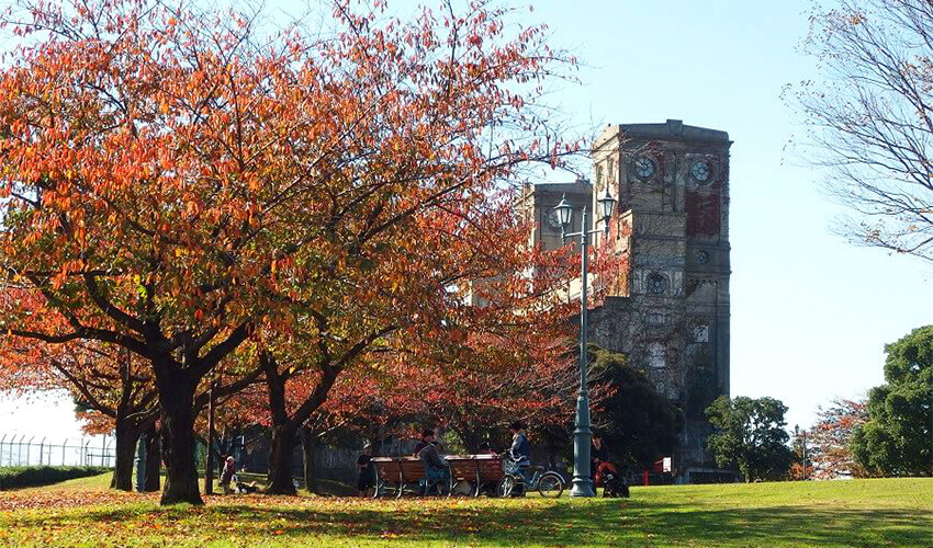 根岸森林公園 紅葉