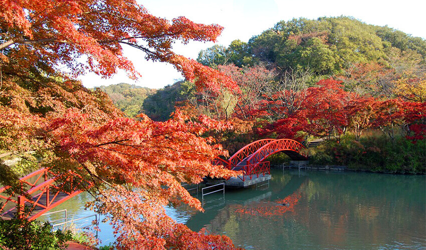 こどもの国 紅葉