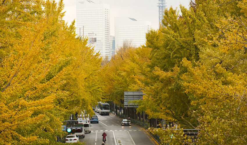 山下公園通り 紅葉