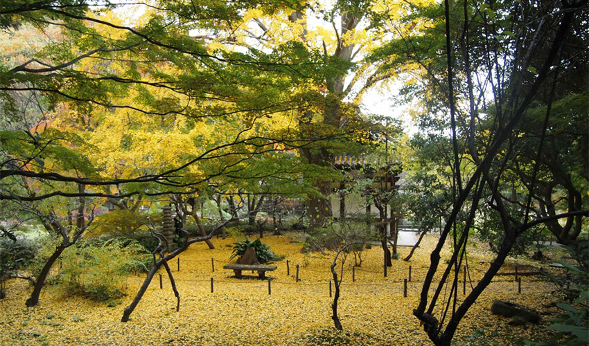 三溪園 春草廬下 イチョウ