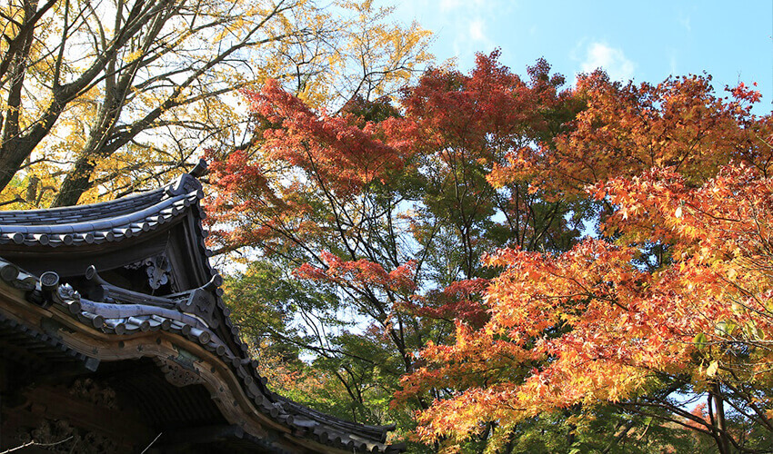 三溪園 紅葉