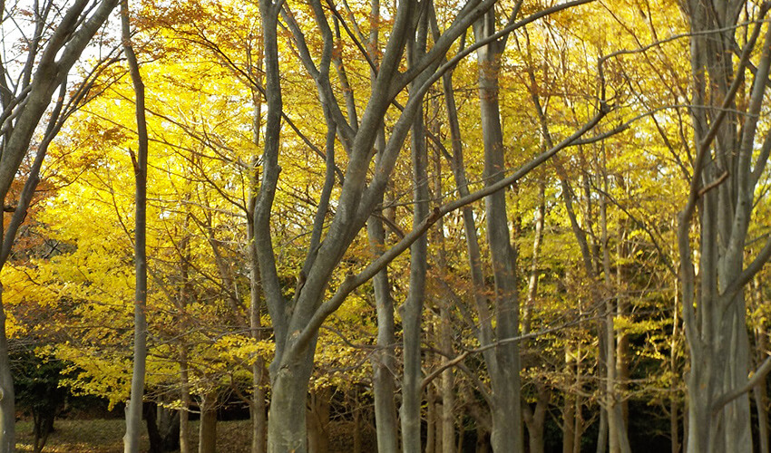 根岸森林公園 紅葉