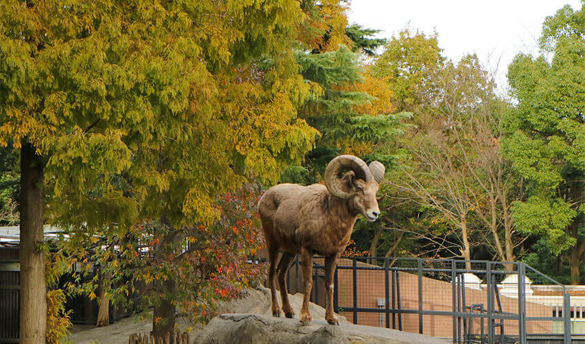 金沢自然公園・金沢動物園 紅葉