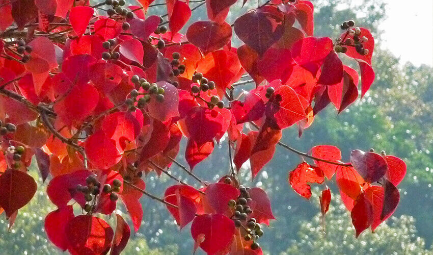 金沢自然公園・金沢動物園 紅葉