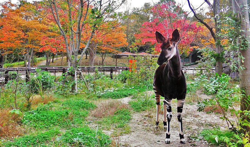 金沢自然公園・金沢動物園 紅葉