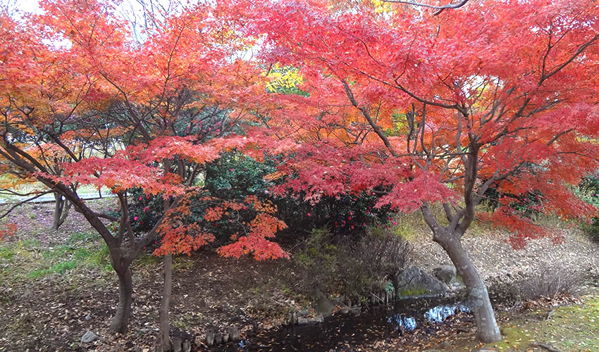 長浜公園 イロハモミジ