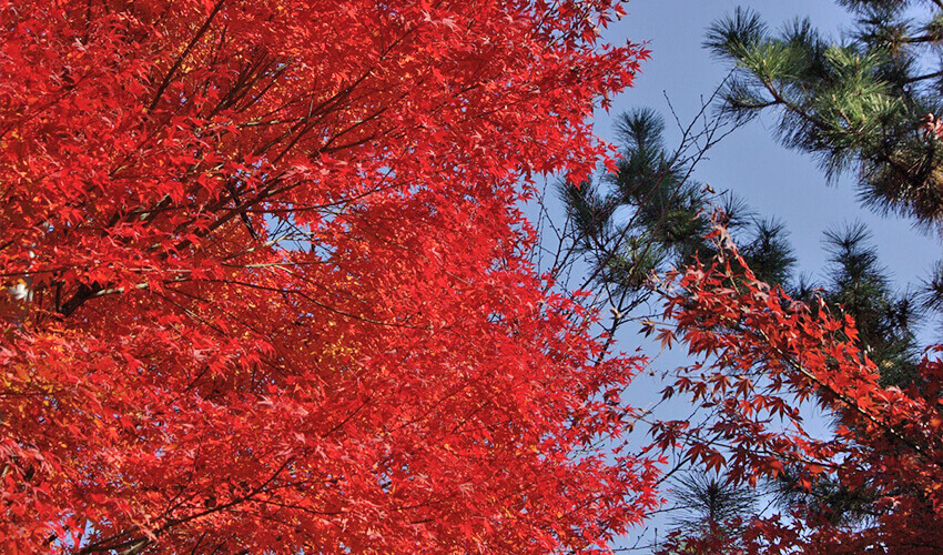 県立 三ツ池公園 紅葉