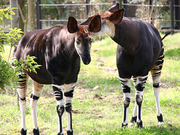 よこはま動物園ズーラシア