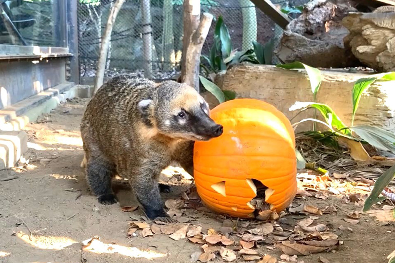 よこはま動物園ズーラシア「ズーラシアハロウィン」