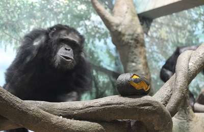 よこはま動物園ズーラシア　ズーラシアでハロウィン！！