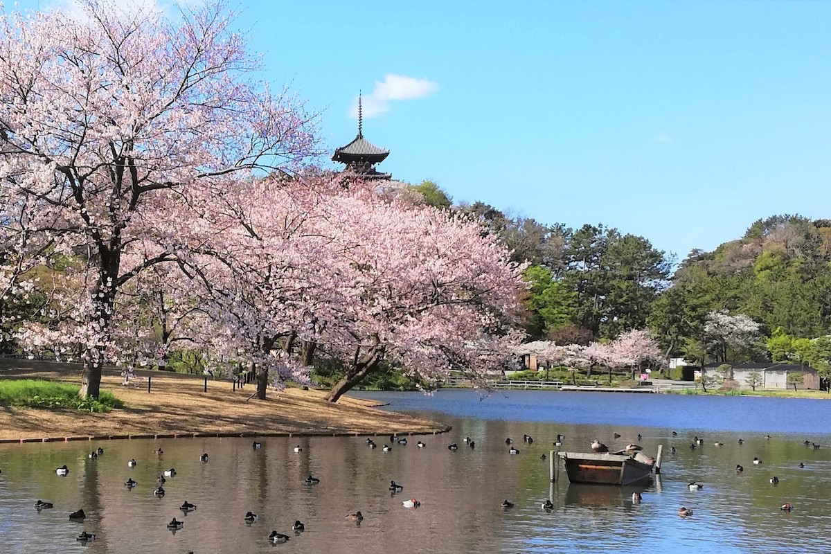 大池と三重塔と池辺の桜
