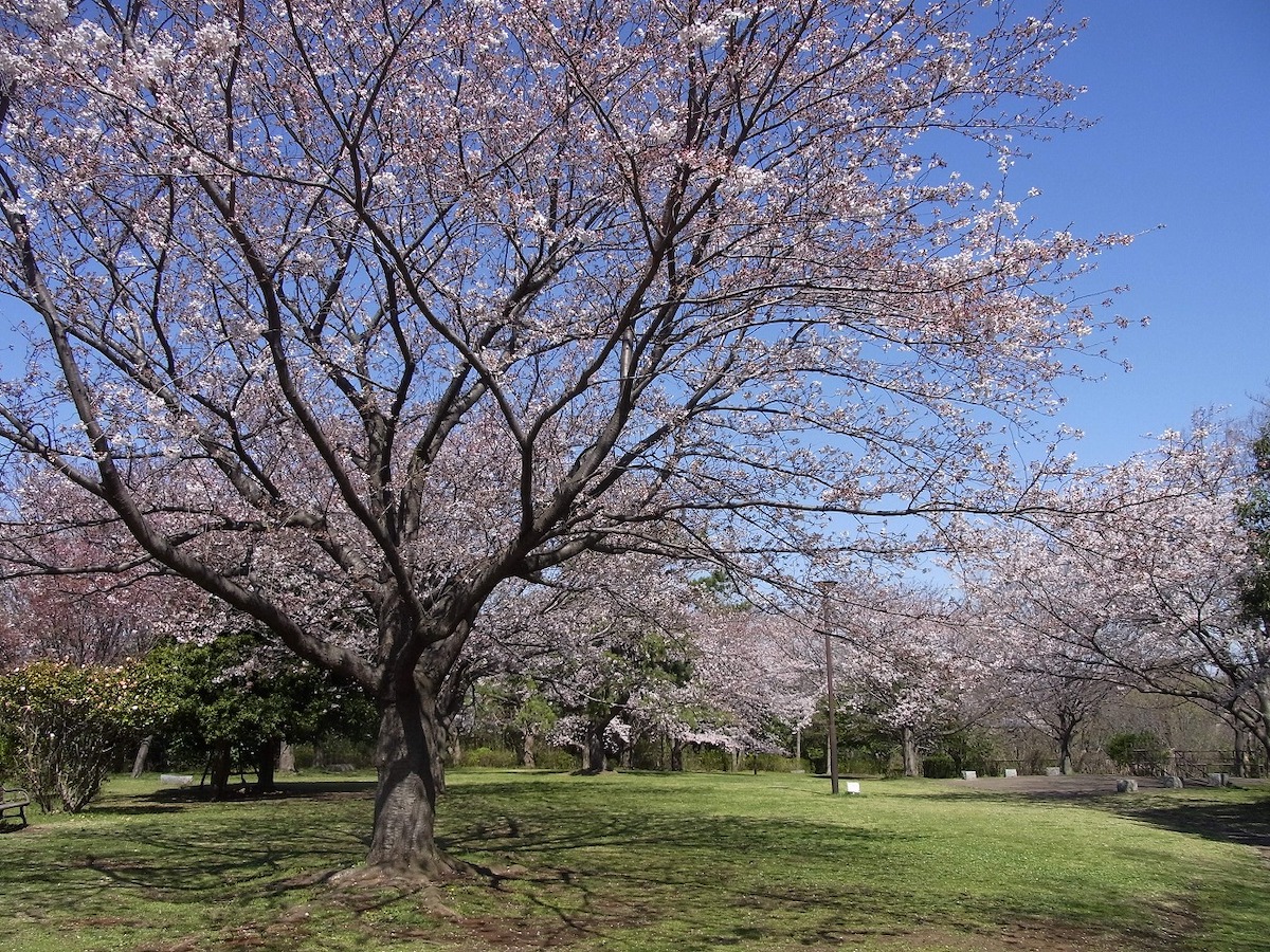 本牧山頂公園のソメイヨシノ