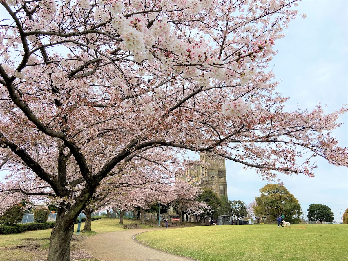 根岸森林公園の桜と芝生