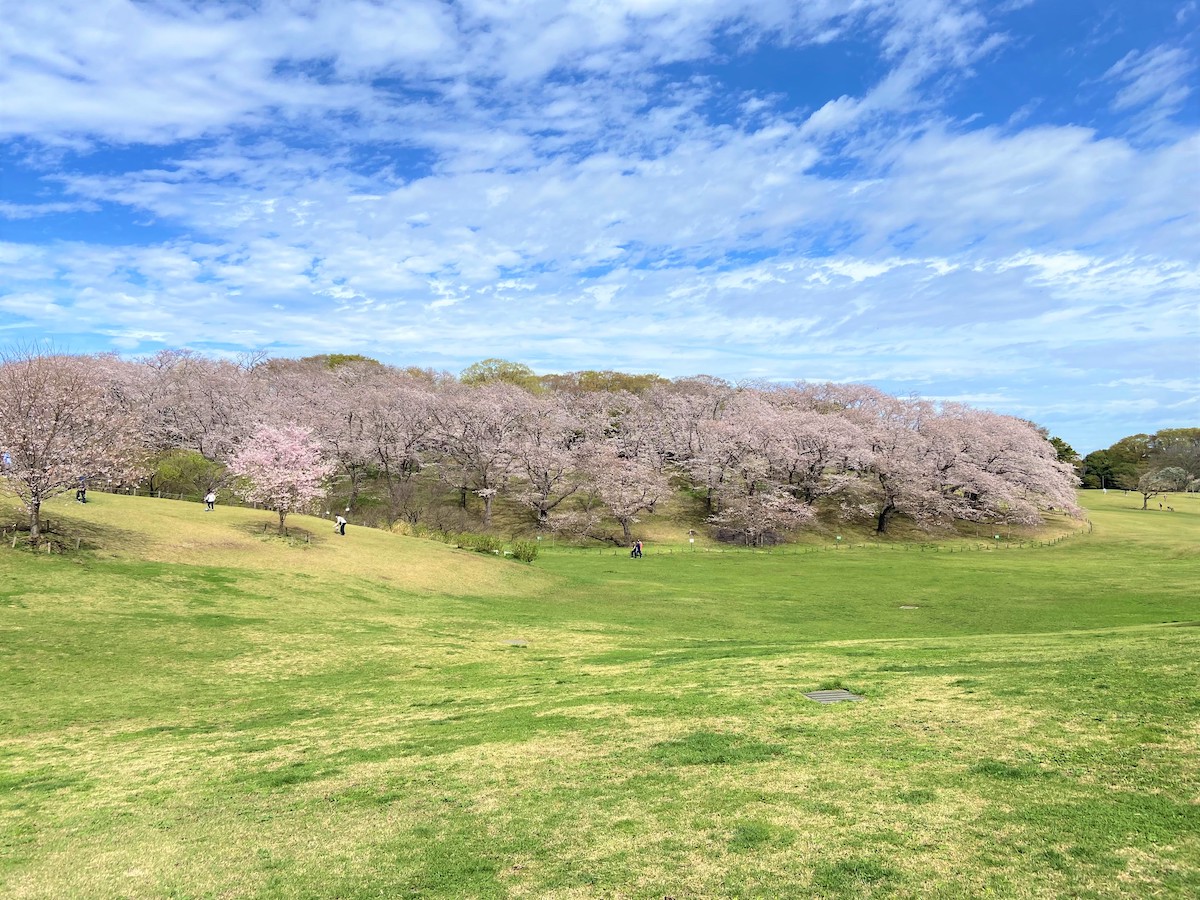 根岸森林公園の桜と旧一等馬見所