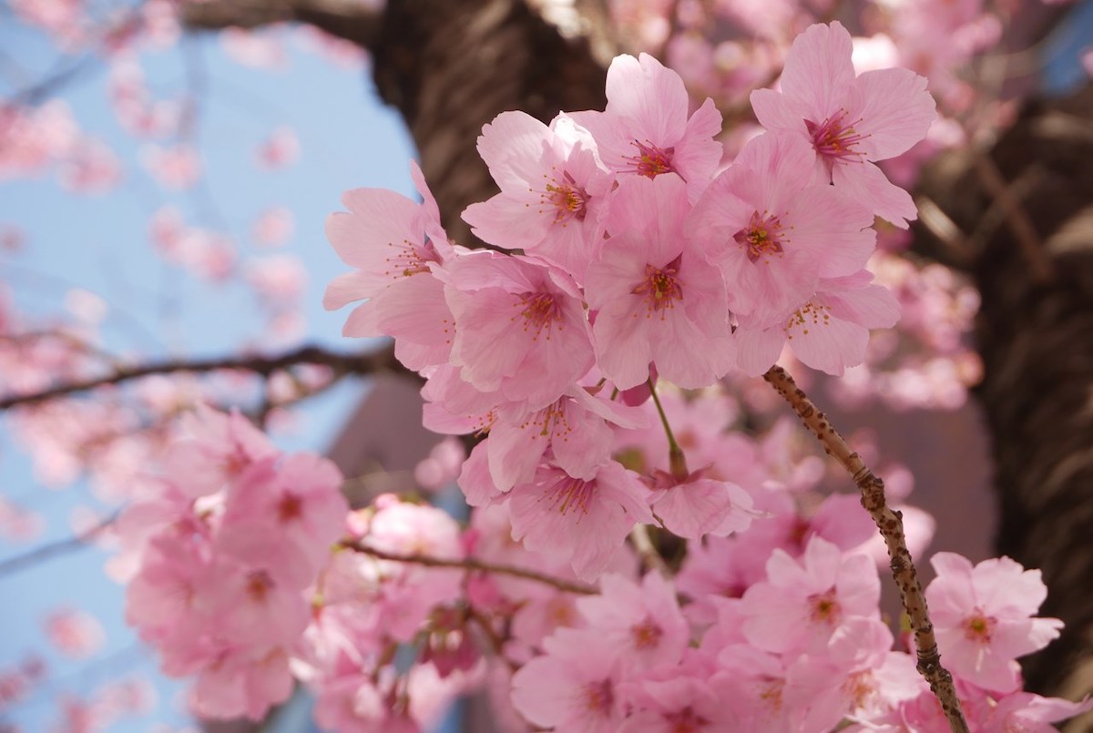 関内桜通り