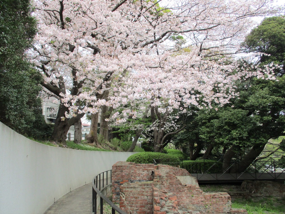 港の見える丘公園のガーデンベア花壇と桜