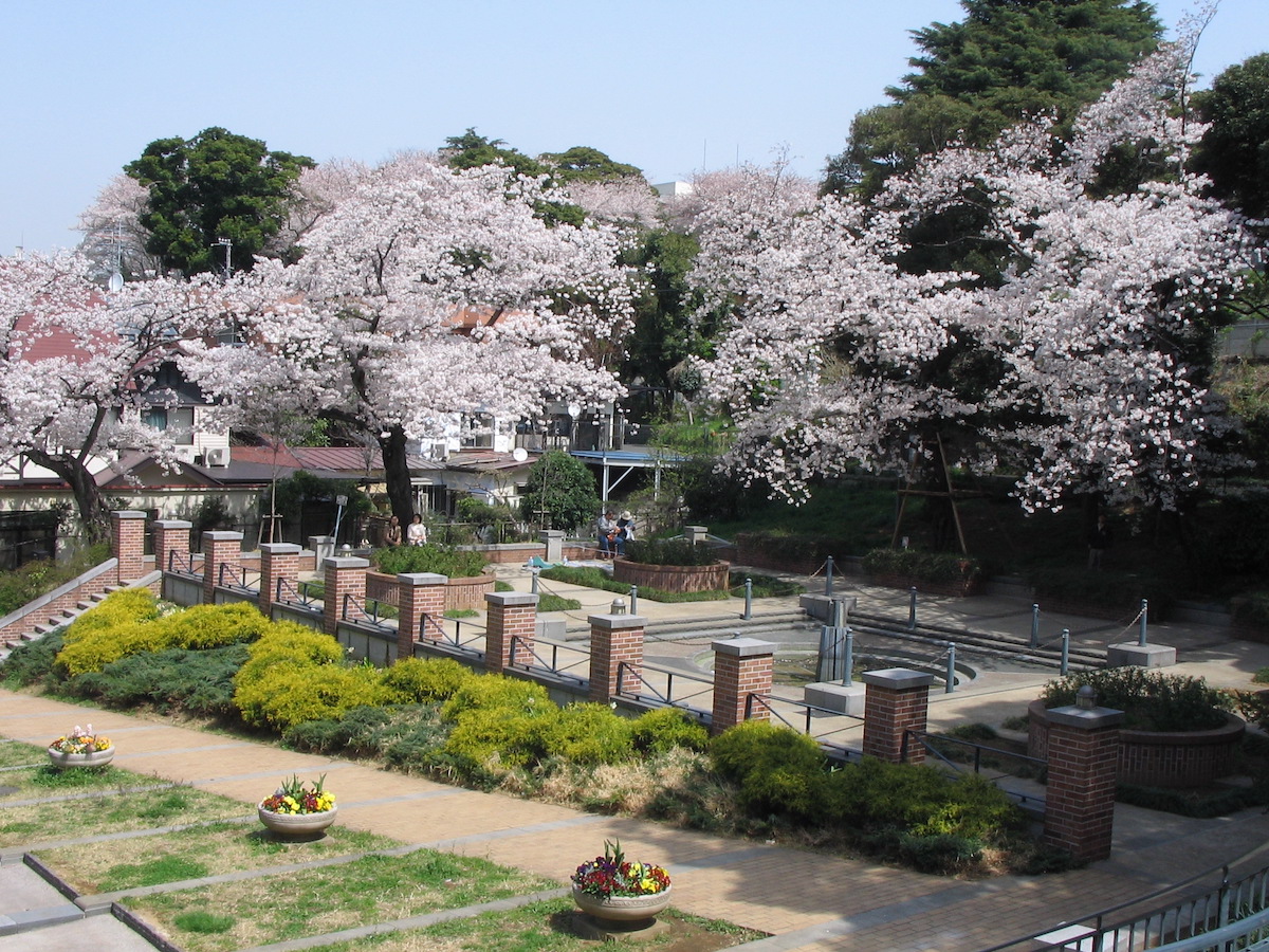 元町公園の桜