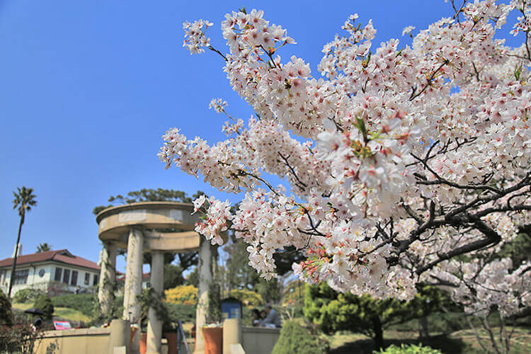 港の見える丘公園のソミヨシノ