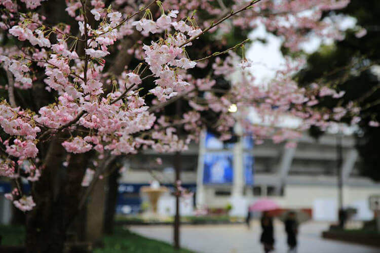 横浜公園と桜
