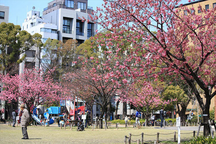 横浜公園のお花見スポット