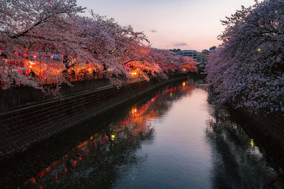 大岡川と両岸の桜