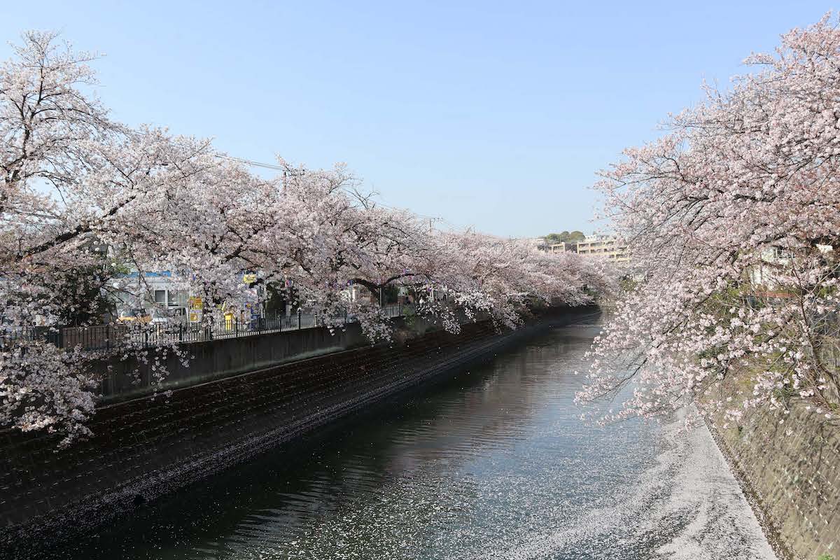 大岡川の桜