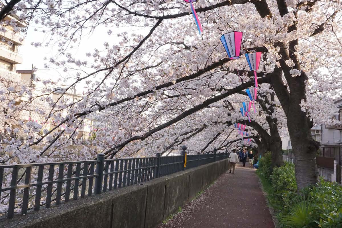 大岡川と桜まつり