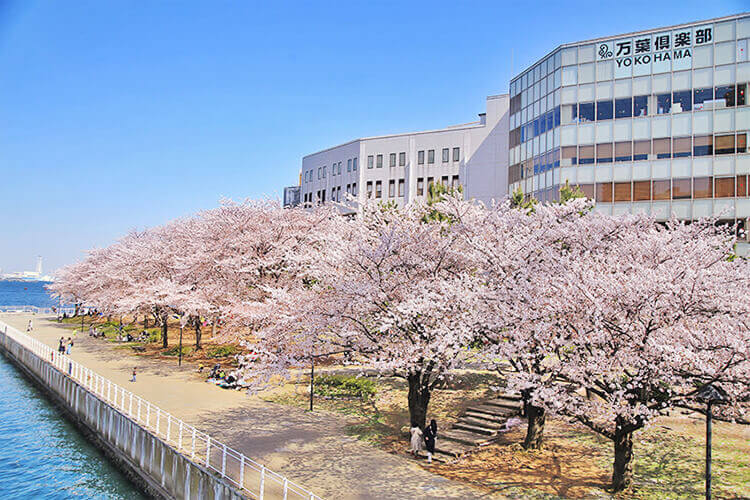 22年版 横浜のおすすめ桜スポット 名所 桜スイーツ 公式 横浜市観光情報サイト Yokohama Official Visitors Guide