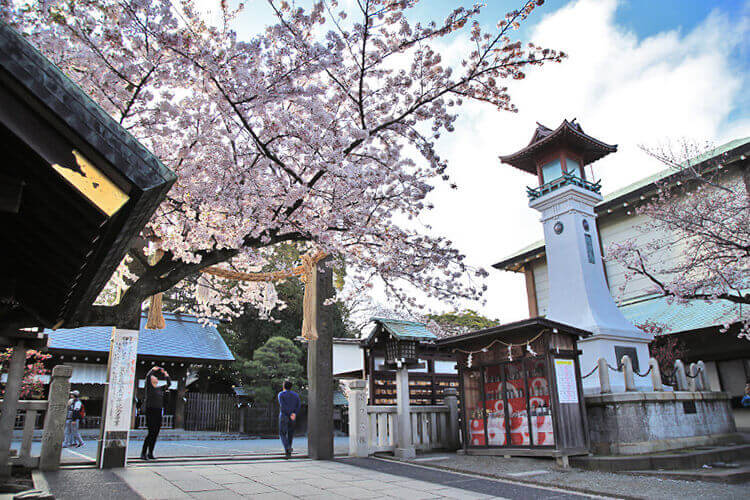 伊勢山皇大神宮の境内の桜