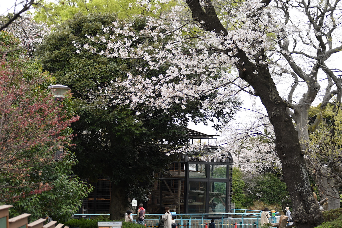 掃部山公園の庭園と桜