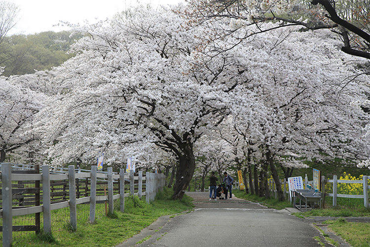 こどもの国の桜のトンネル