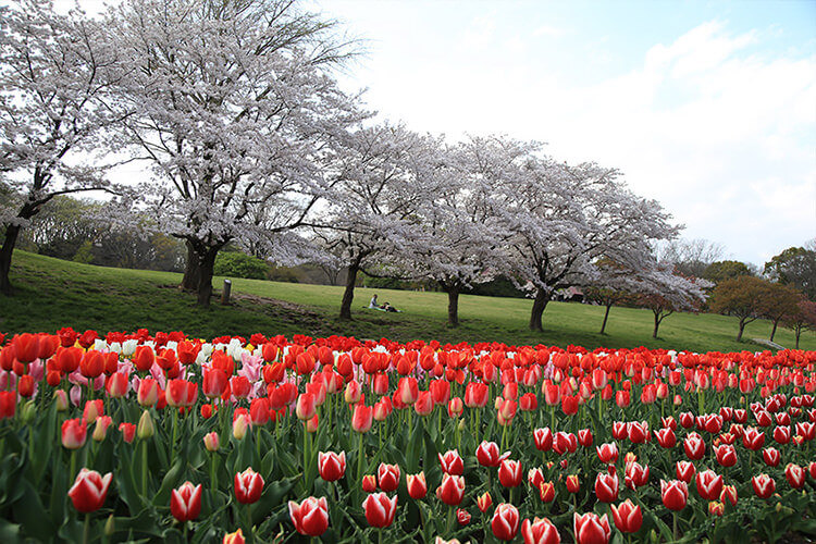 こどもの国の桜とチューリップ