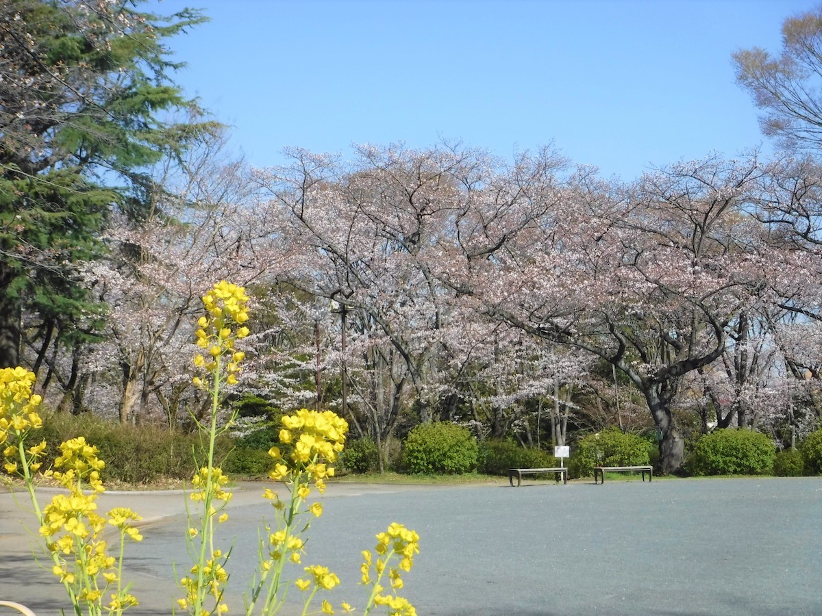 三ツ沢公園　の桜
